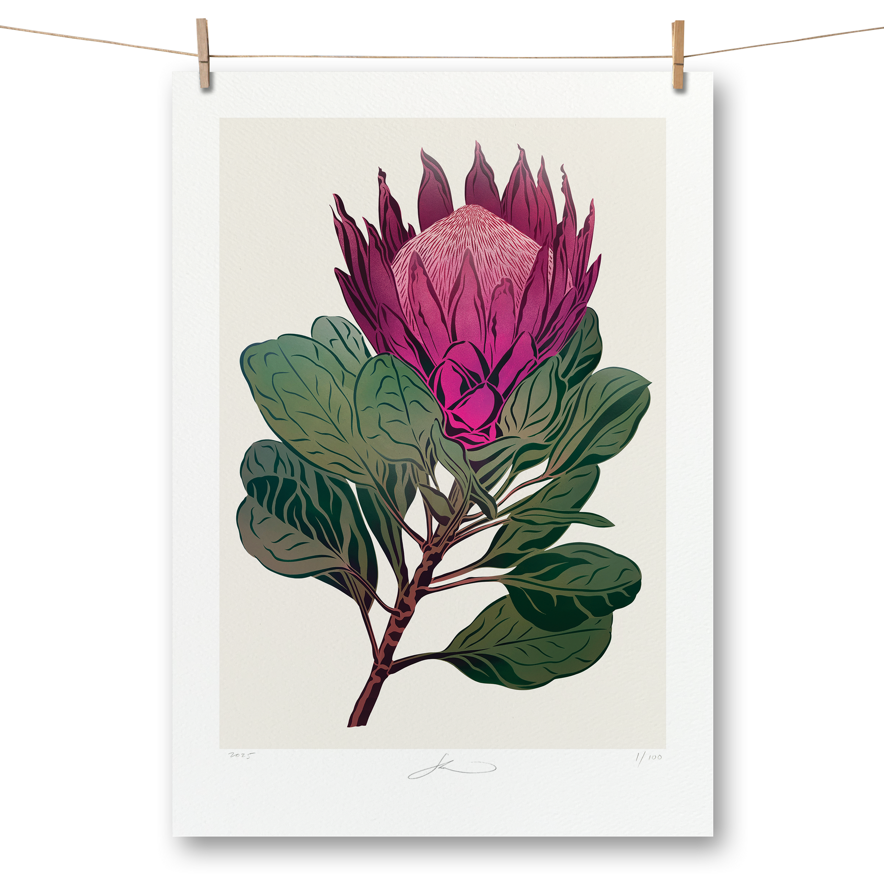 King Protea Antipodes Botanical – A Timed Release