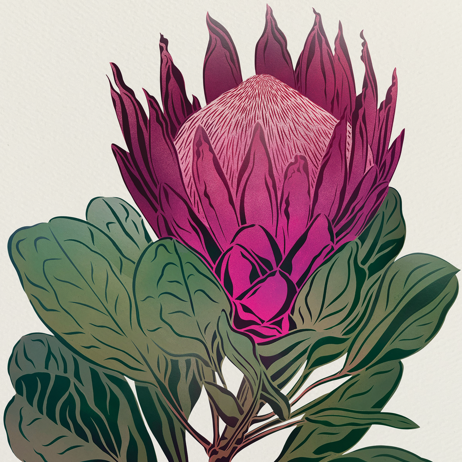 King Protea Antipodes Botanical – A Timed Release