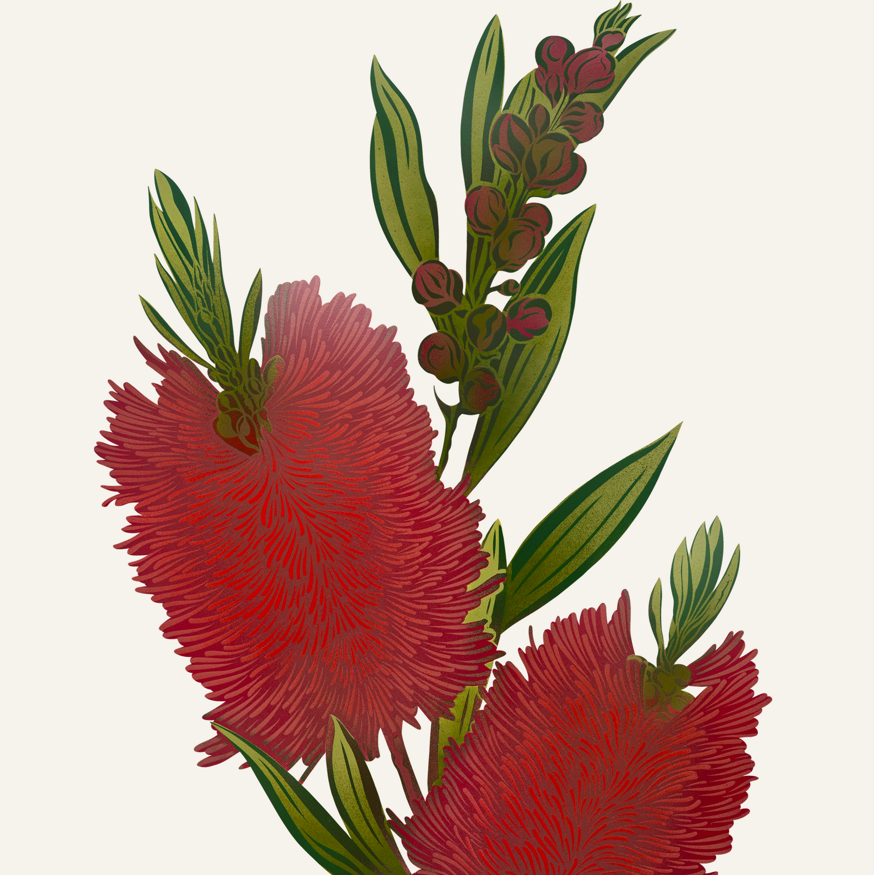 Antipodes Botanical - Bottlebrush
