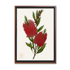 Antipodes Botanical - Bottlebrush