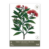 Pōhutukawa Decal