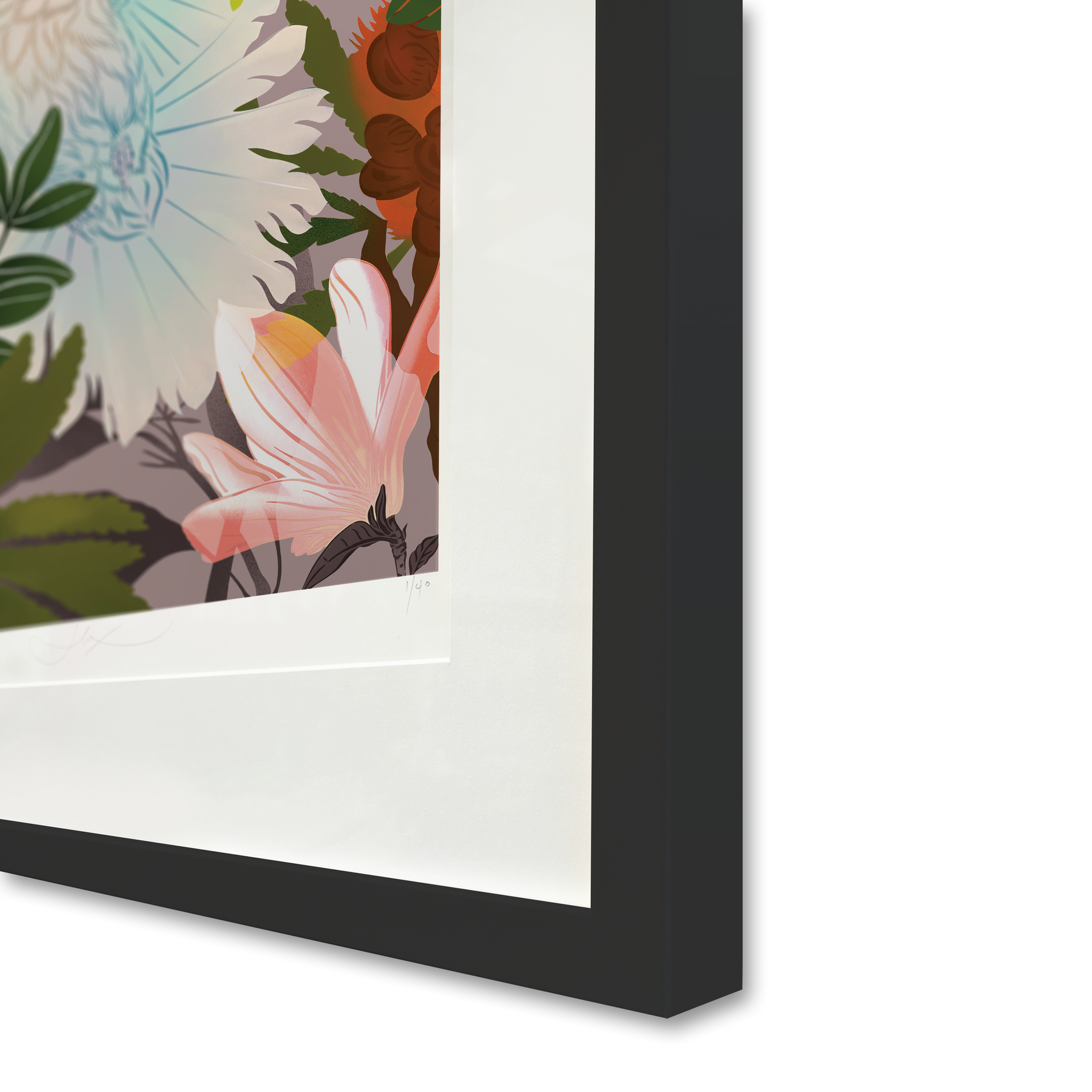 White Fantail & Banksia Premium Digital